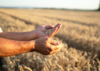 ازمة الحبوب تونس