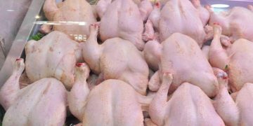 المرصد الوطني للفلاحة : إرتفاع سعر لحم الدجاج بنسبة 14.1 %