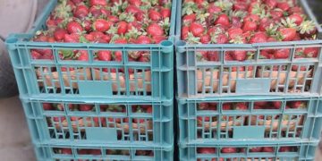 فراولة اسعار
