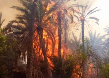 حريق بواحة الحامة بقابس وتخوف من قوة الرياح