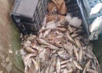 سوسة : حجز طن من المنتجات البحرية غير الصالحة للاستهلاك البشري