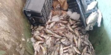 سوسة : حجز طن من المنتجات البحرية غير الصالحة للاستهلاك البشري