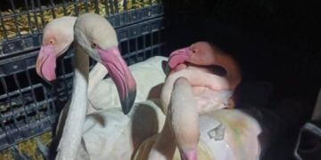 إحباط محاولة تهريب 10 طيور  من النحام الوردي النادر  “flamant rose” إلى خارج تونس