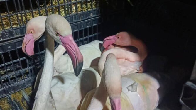 إحباط محاولة تهريب 10 طيور  من النحام الوردي النادر  “flamant rose” إلى خارج تونس