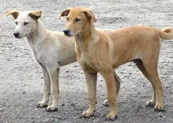 بلدية مجاز الباب تنظم حملة لقنص الكلاب السائبة غدا