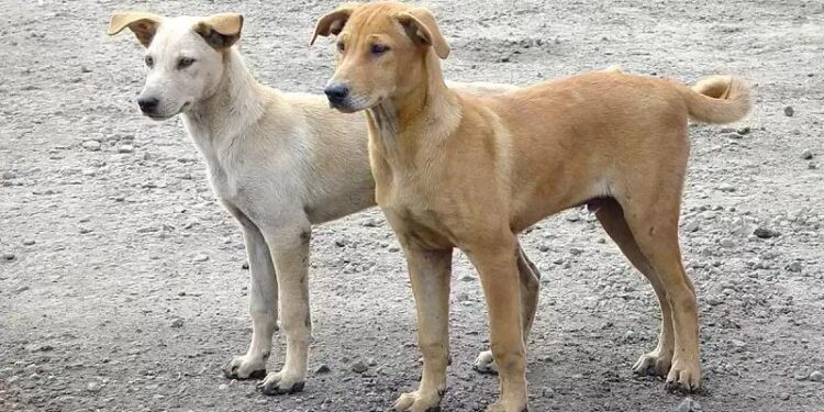 بلدية مجاز الباب تنظم حملة لقنص الكلاب السائبة غدا