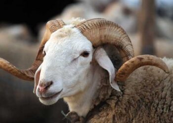 ردا على دعوة القصابين لإلغاء أضحية العيد: ديوان الإفتاء يحسم الأمر