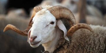 ردا على دعوة القصابين لإلغاء أضحية العيد: ديوان الإفتاء يحسم الأمر