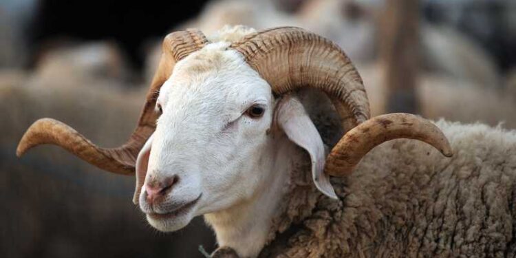 ردا على دعوة القصابين لإلغاء أضحية العيد: ديوان الإفتاء يحسم الأمر